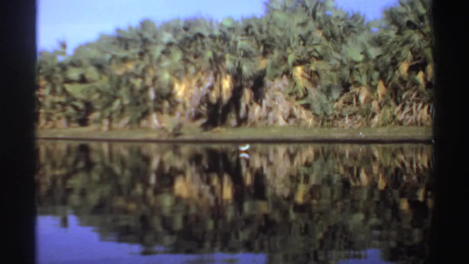 1969 Sudan lagoon view with palm trees, mirrored water, and a small white bird moving near the far shore.