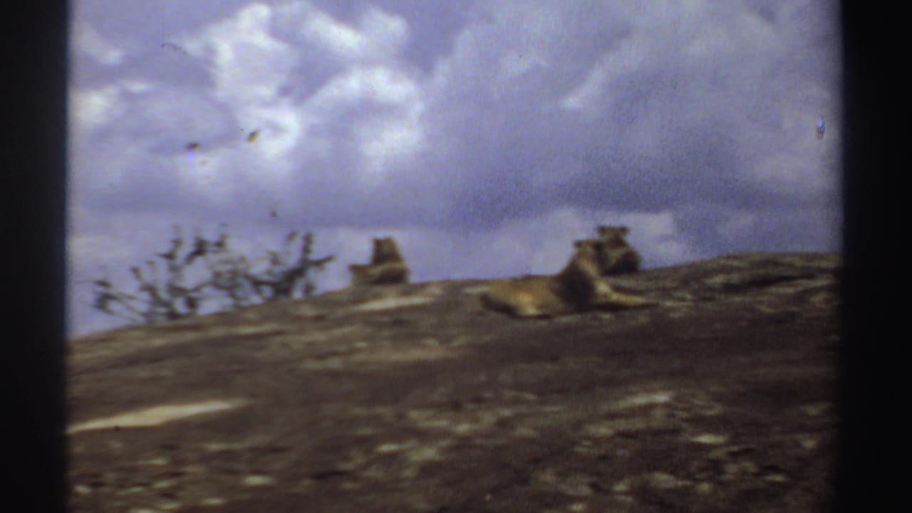 1969 Sudan 8mm frame showing lionesses lying on a sunlit rocky slope under clouds.