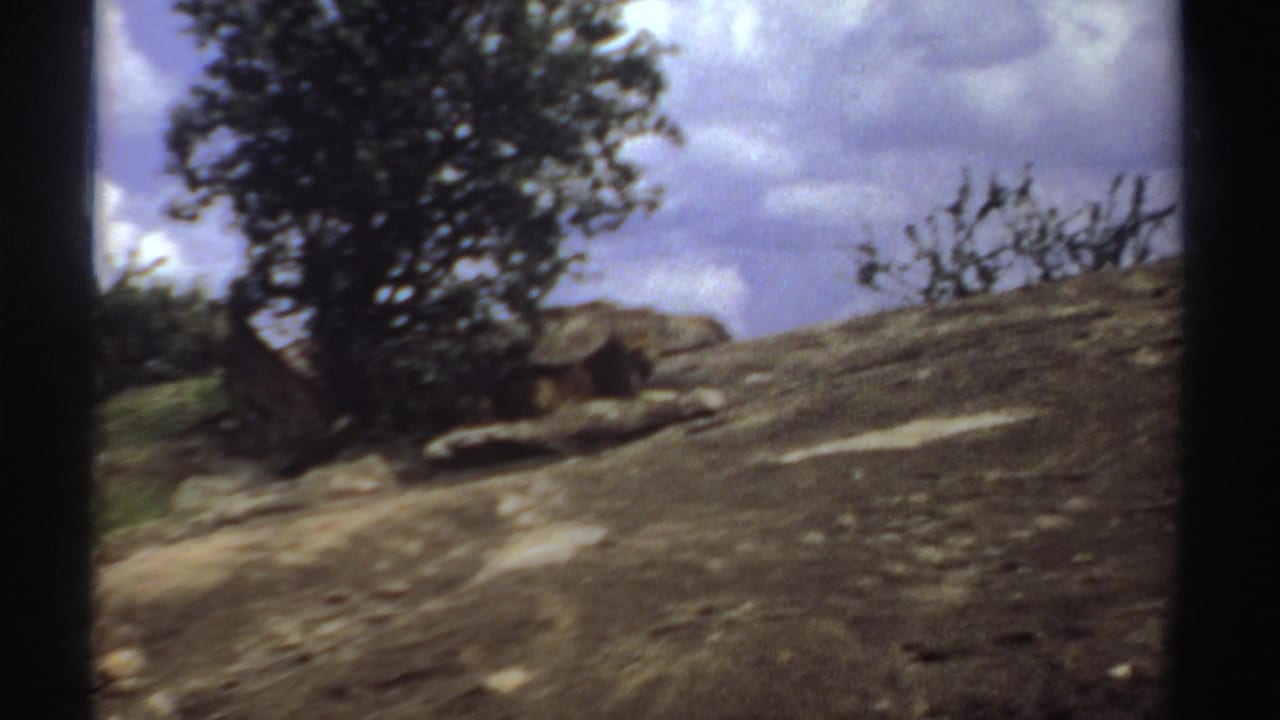 Rocky slope with a tree and resting lionesses in the background.