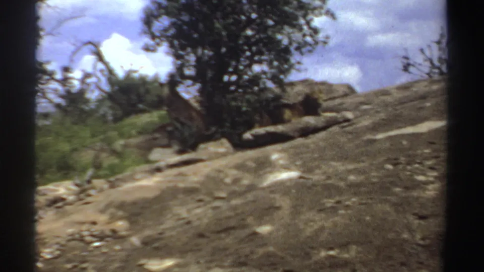 1969 Sudan 8mm frame showing lionesses resting beside a tree on uneven rock and scrub.