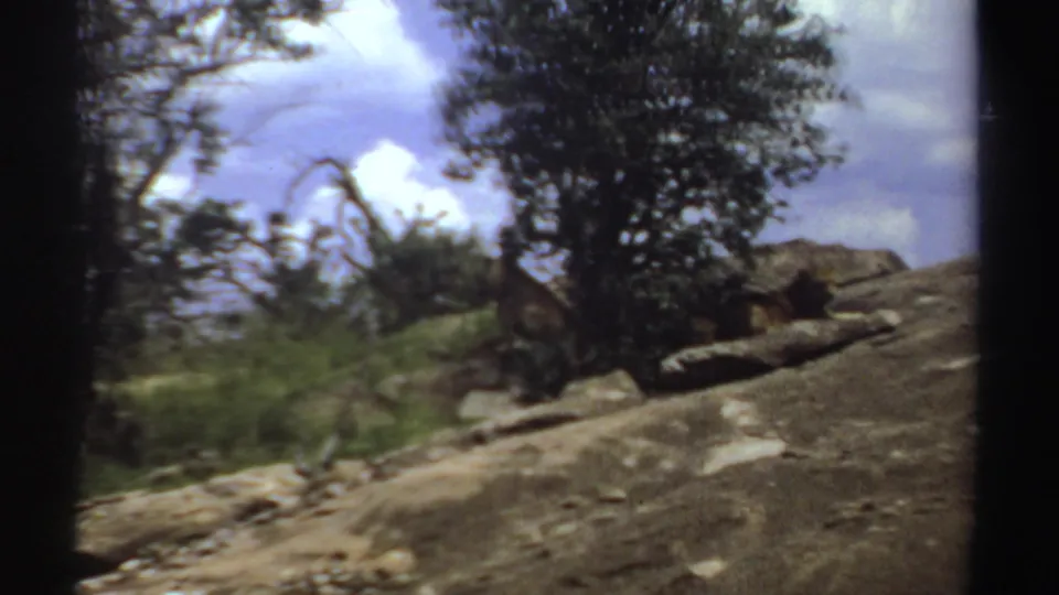 1969 Sudan 8mm frame with a lioness resting in the foreground near a tree and rocky hillside.