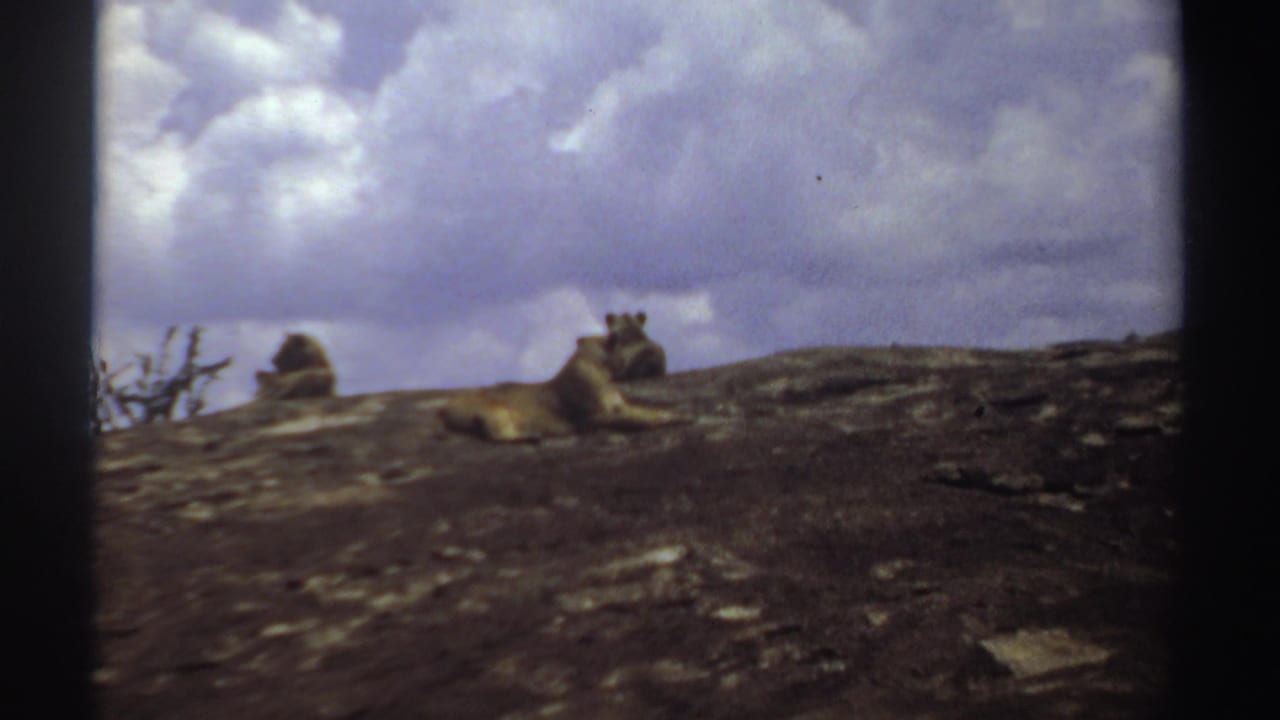Lions lying on an exposed rock ledge with clouds overhead.