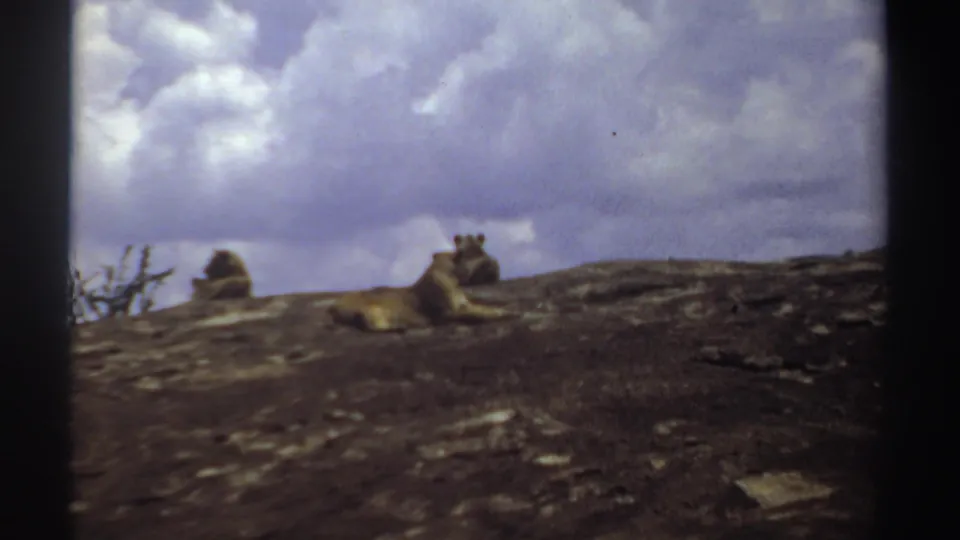 1969 Sudan wildlife frame with resting lions on a rocky ledge, sparse vegetation, and a cloud-filled sky.