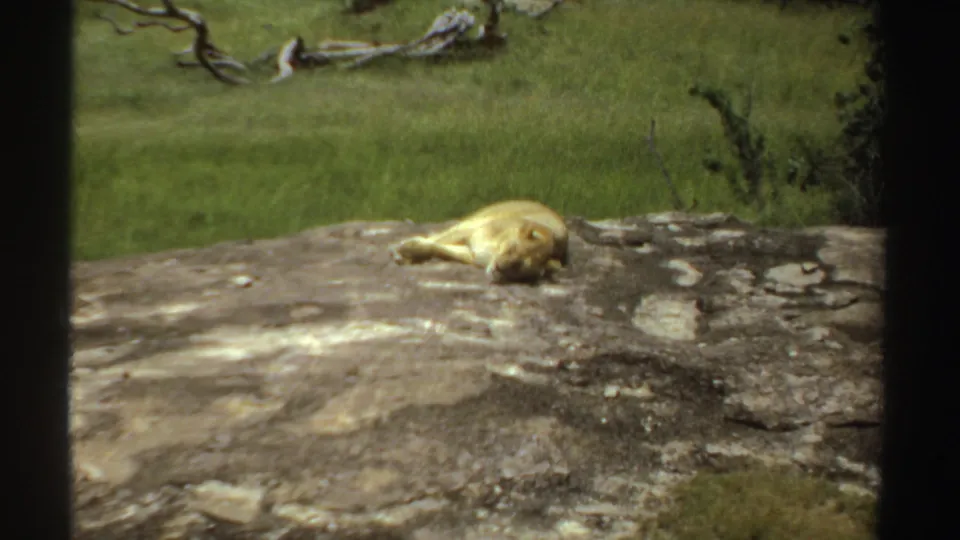 1969 Sudan 8mm frame showing a lion stretched on weathered stone before a grassy plain and dry branches.