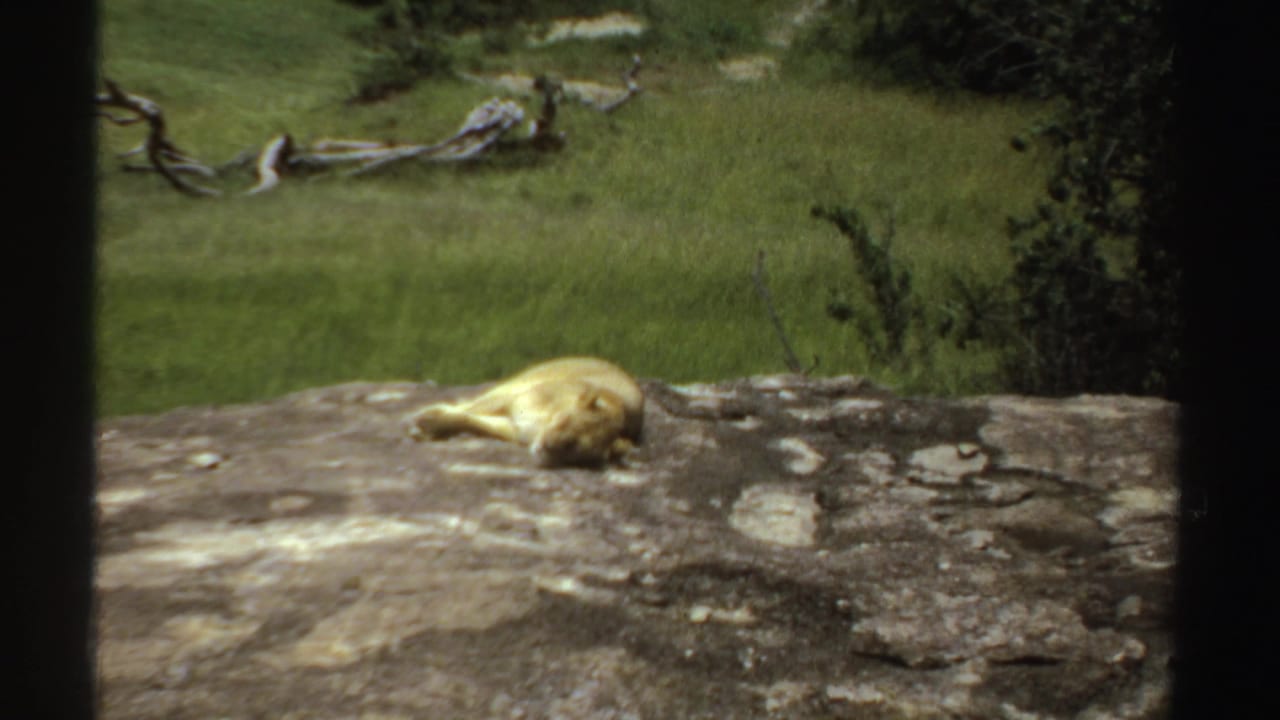 1969 Sudan 8mm frame showing a lioness lying on a flat rocky outcrop in green savanna grassland.