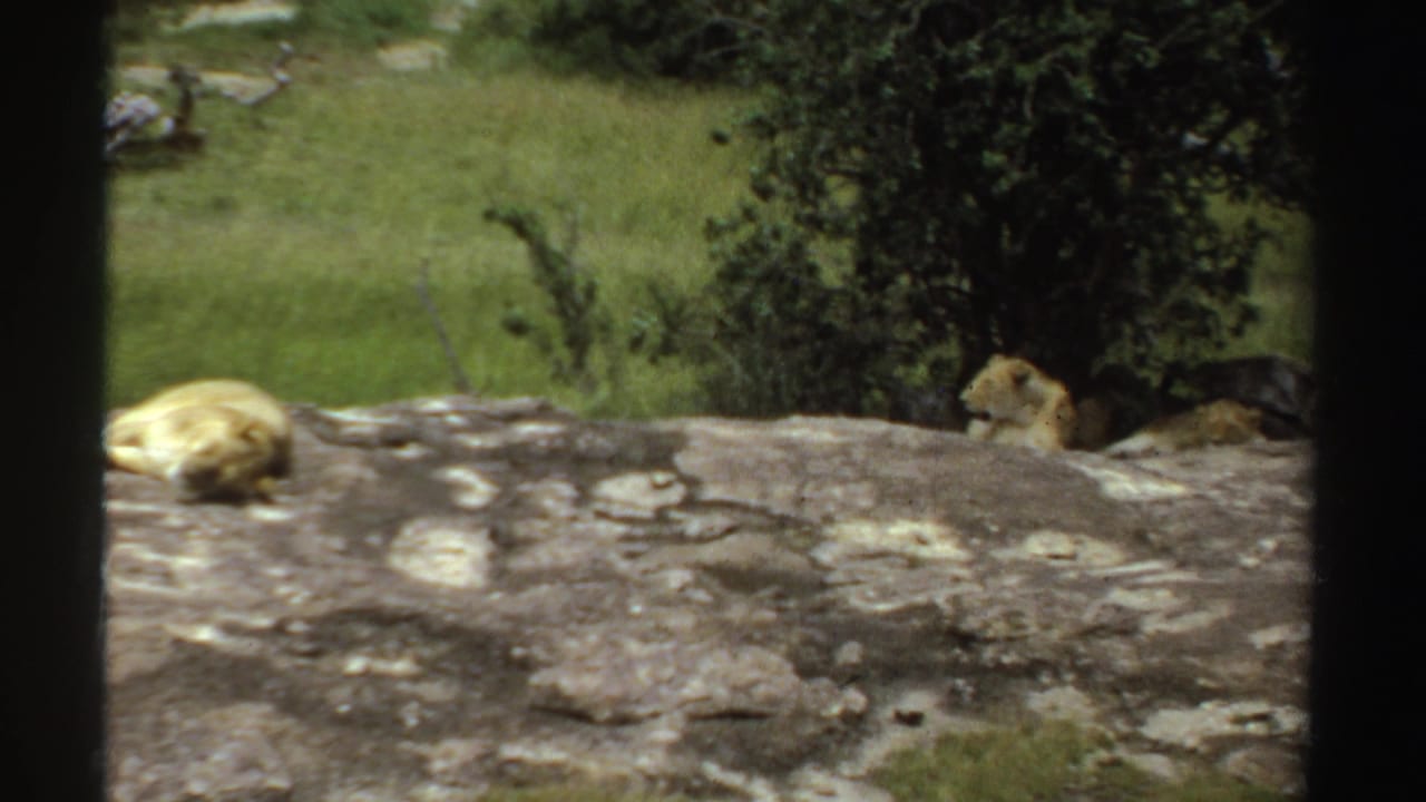 1969 Sudan frame with one lioness lying on a rocky ledge and another partly seen near shaded bushes.