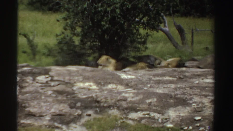1969 Sudan 8mm frame showing a lioness resting in shade behind a flat rocky foreground.