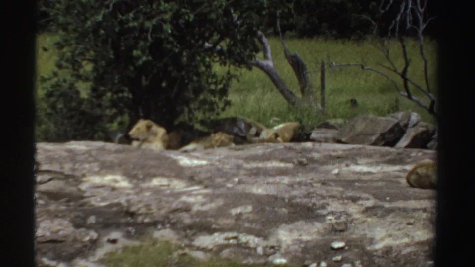 1969 Sudan home-movie frame showing a lioness resting beside bushes beyond a broad rock surface.