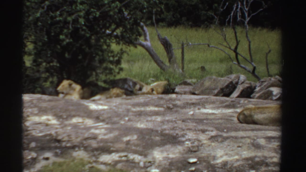 1969 8mm footage from likely Sudan showing lionesses lying on a broad rock beside green savanna grass and sparse trees.