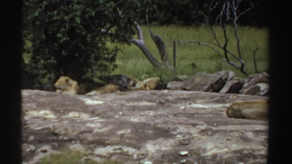 1969 8mm footage from likely Sudan showing lionesses lying on a broad rock beside green savanna grass and sparse trees.