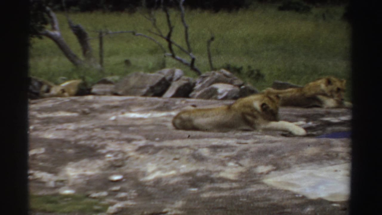 Likely Sudan 1969 home-movie frame with lionesses stretched on rock, backed by grass, boulders, and sparse tree branches.