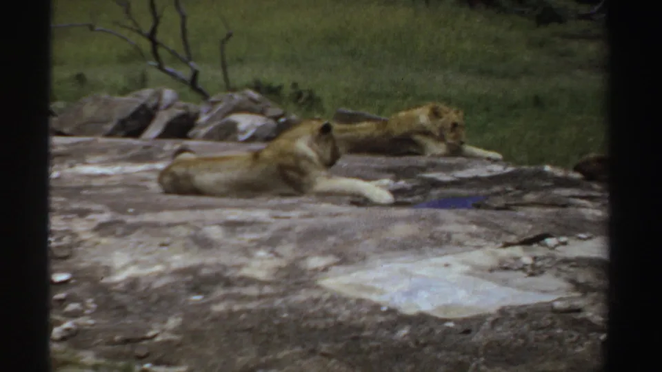 A lioness rests in the foreground while another lies farther back on a rocky outcrop in likely Sudan 1969 8mm footage.