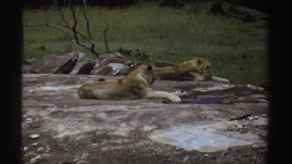 1969 8mm frame showing lionesses resting on a rocky savanna outcrop, with green grass and sparse branches behind them.