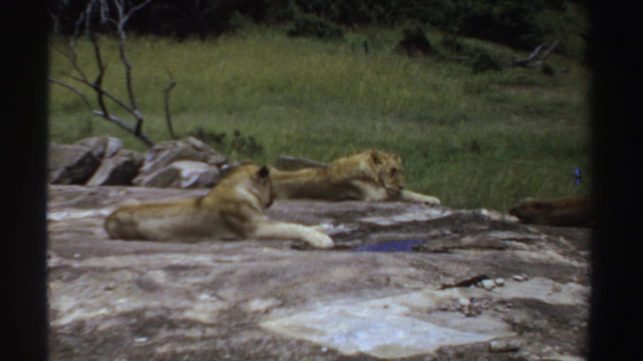 1969 Sudan 8mm frame showing three lionesses lying calmly on a broad grey rock with green grass and brush in the background.