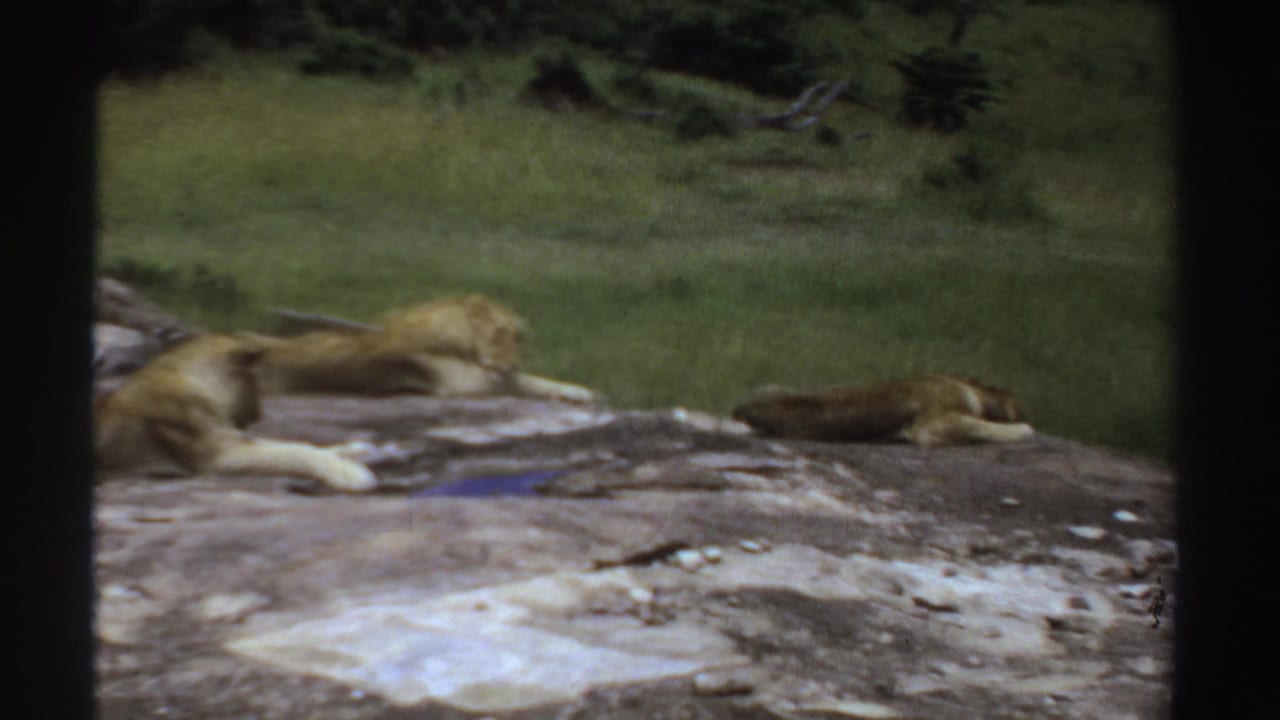 Lionesses lying on a rock, with one animal stretched out near the center.