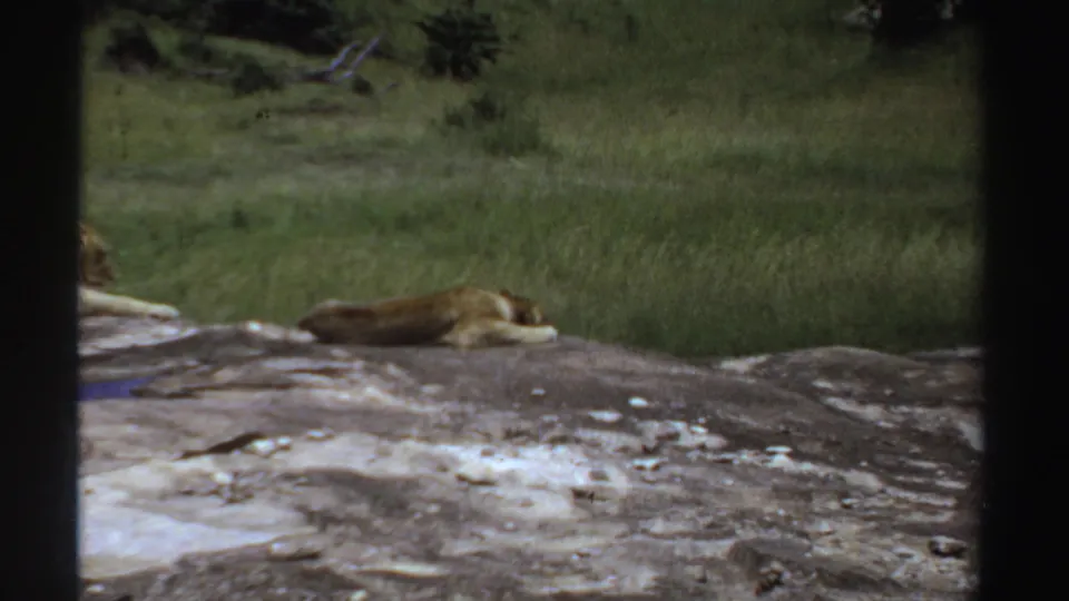 1969 Sudan 8mm frame showing a lioness resting low on grey rock, with another lioness partly cropped at the left edge.