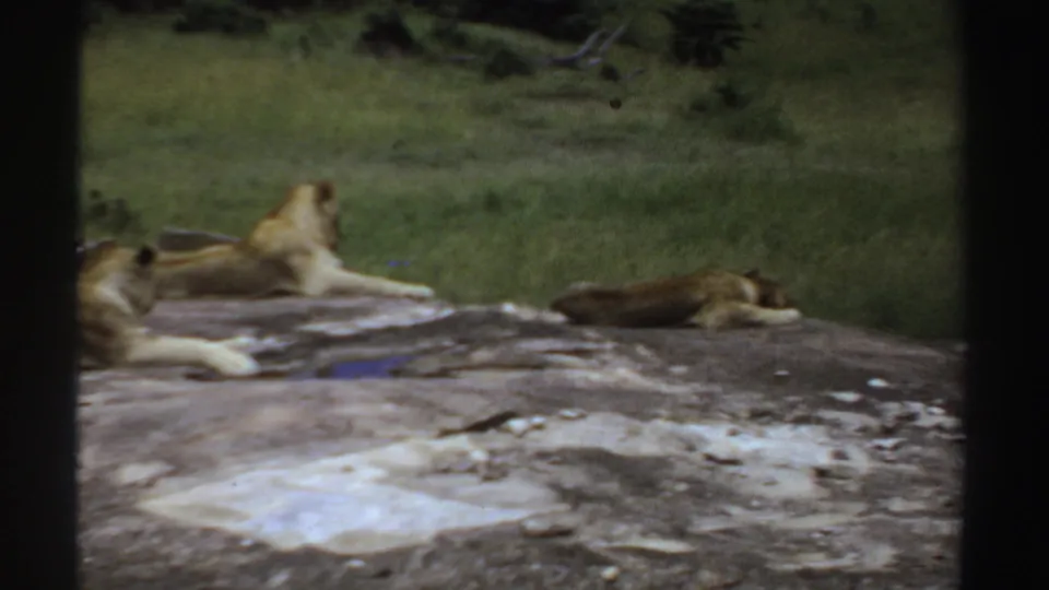 1969 Sudan 8mm frame with two visible lionesses lying on a broad grey rock, seen against grass and dark brush.