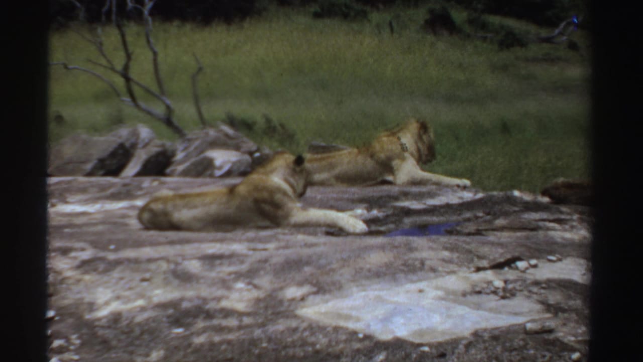 1969 Sudan 8mm frame with resting lions on a rocky surface, one lion facing right toward the grassy background.