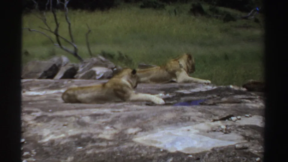 1969 Sudan 8mm frame with resting lions on a rocky surface, one lion facing right toward the grassy background.