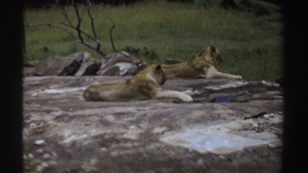 1969 Sudan 8mm frame showing lions stretched out on rocks, filmed from a steady amateur wildlife viewpoint.