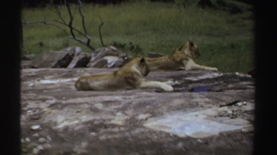 1969 Sudan 8mm frame showing lions stretched out on rocks, filmed from a steady amateur wildlife viewpoint.