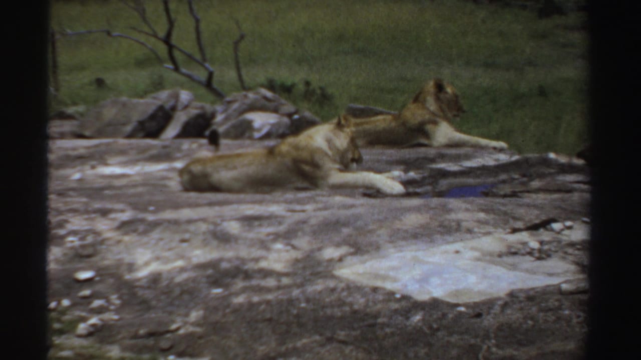 Vintage 8mm view of two young lions resting on rock in Sudan, with grass and low stones in the background.