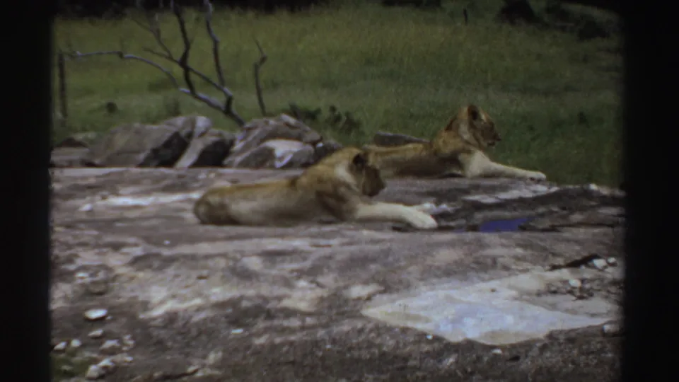 Sudan 1969 8mm frame showing two young lions resting quietly on a broad rock surface in open habitat.