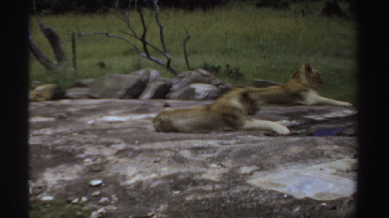 Two lions lying on a broad rock beside green grass and scattered stones.