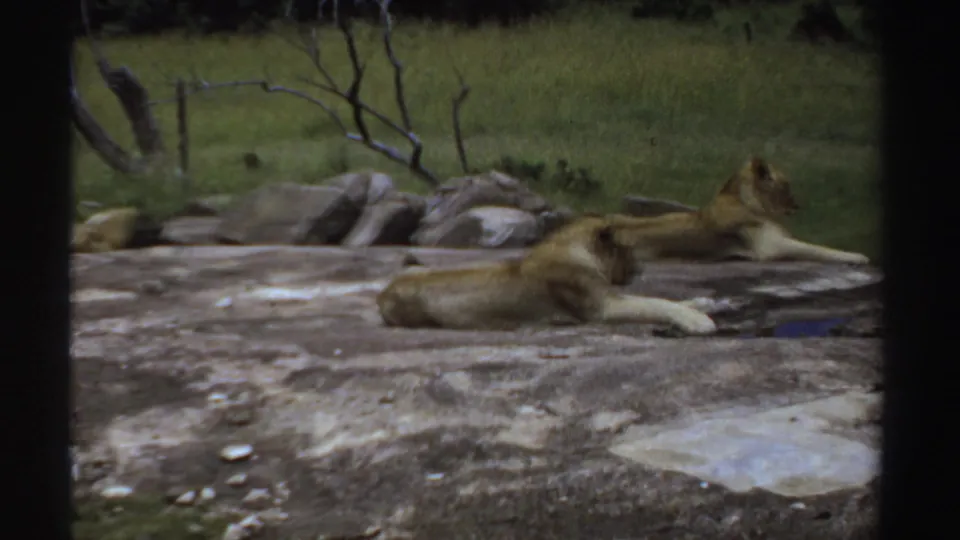 1969 Sudan-associated 8mm frame showing two lions resting on a large flat rock in a grassy, zoo-like enclosure.