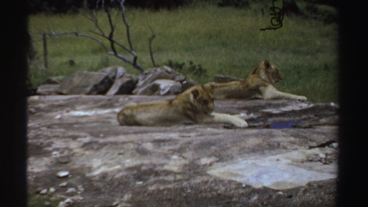 Two lions lie calmly on a large rock in 1969 Sudan-associated 8mm footage, framed by grass, stones and sparse branches.