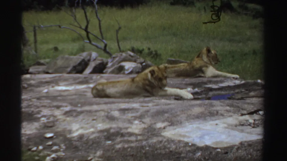 Two lions lie calmly on a large rock in 1969 Sudan-associated 8mm footage, framed by grass, stones and sparse branches.