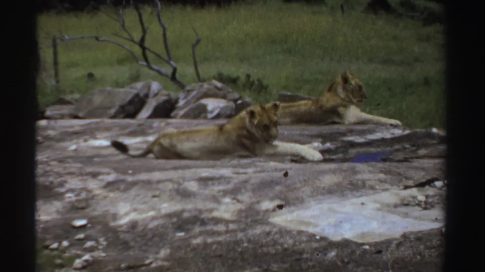 A closer lion lies in the foreground while a second lion rests farther back on the rock in vintage Sudan-associated 8mm footage.
