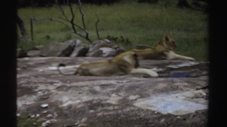 The final frame shows two lions stretched on a flat rock in a grassy enclosure, with muted 1960s 8mm color and grain.