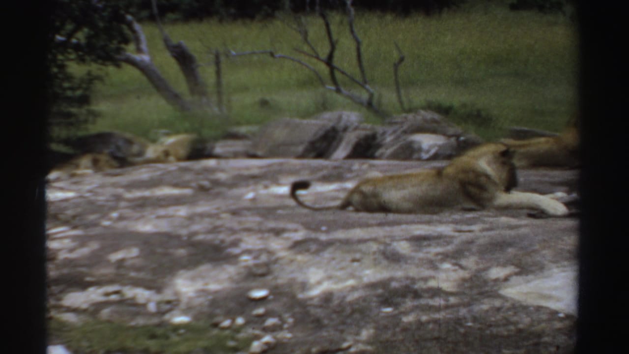 1969 Sudan 8mm frame showing a lioness lying on flat rocks in a grassy savannah area with trees and boulders behind her.
