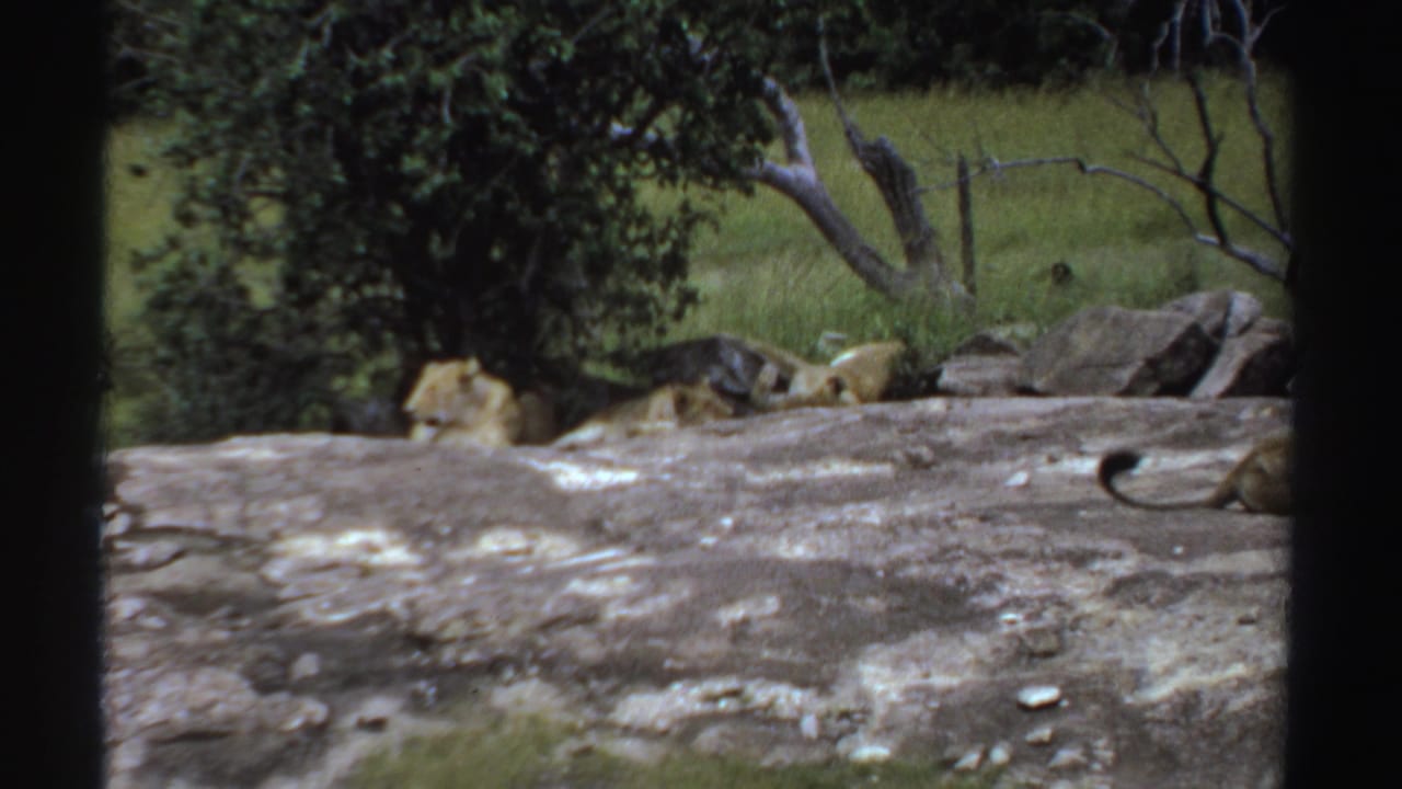 Several lionesses rest near rocks and a tree at the edge of grassland.