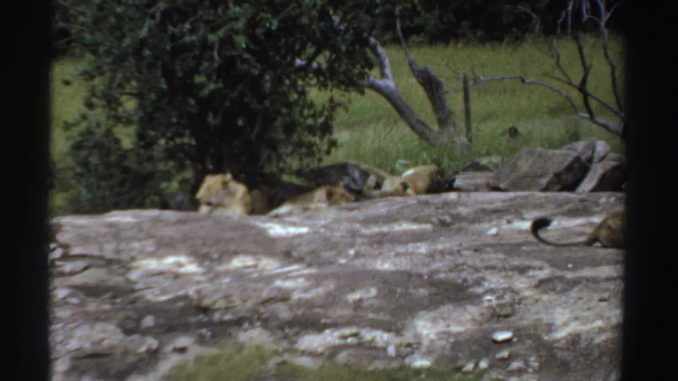 1969 Sudan 8mm frame showing multiple lionesses resting on or beside rocks, partly shaded by a tree in savannah grass.