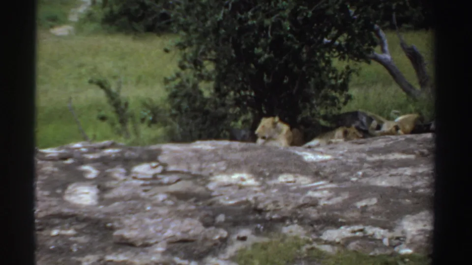 1969 Sudan 8mm frame showing lionesses partly obscured by a rocky foreground, with green grass and trees in the savannah behind them.