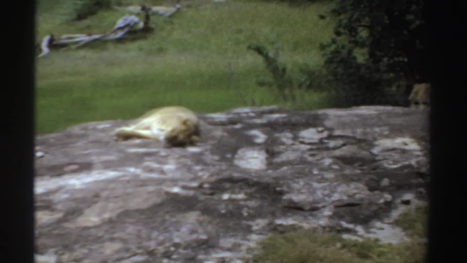1969 Sudan 8mm frame showing a lioness sprawled on a sunlit rock surface, with grass, trees, and another partial lioness at the frame edge.