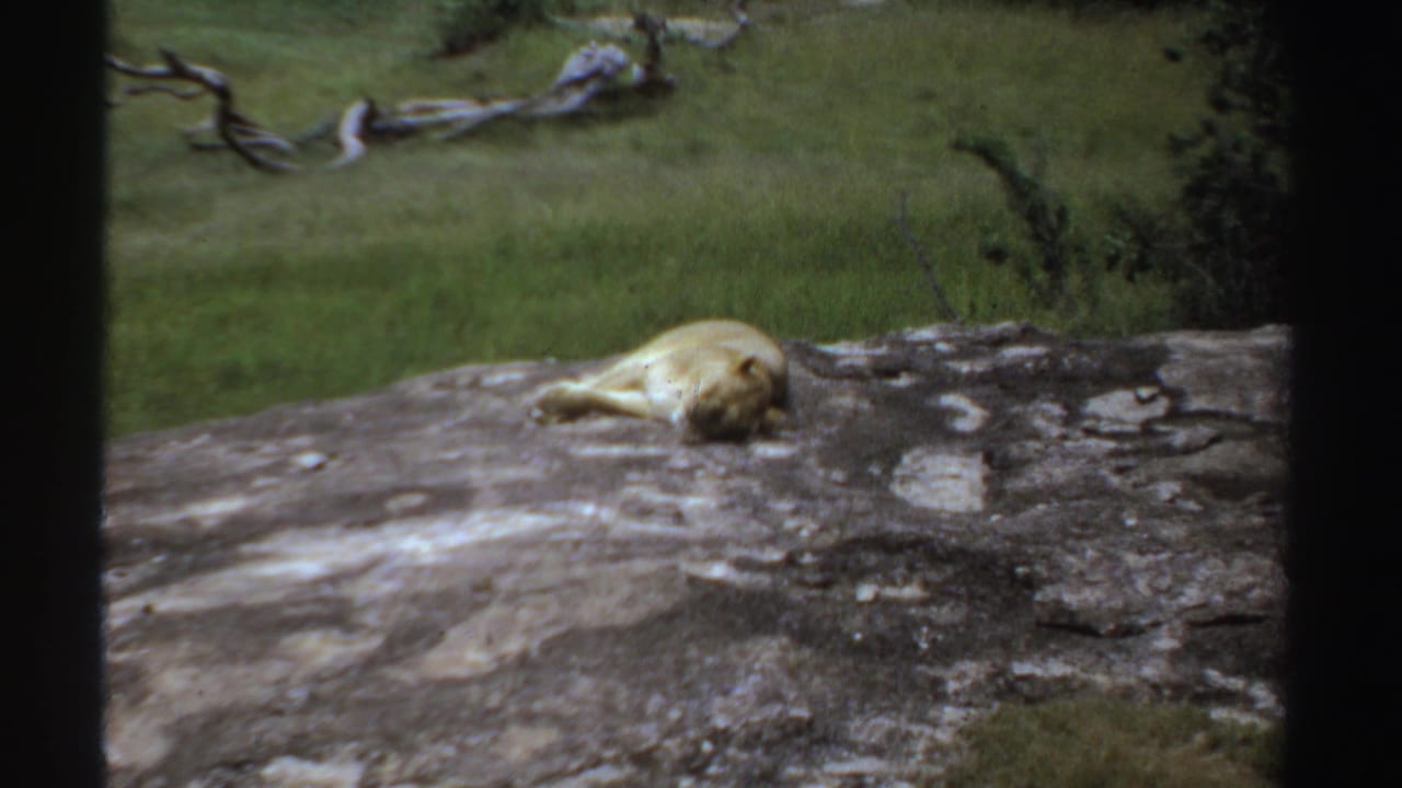 A lioness rests on pale rock in 1969 Sudan footage, seen through dark vertical framing with grassland and fallen branches behind.