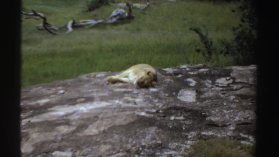 A lioness rests on pale rock in 1969 Sudan footage, seen through dark vertical framing with grassland and fallen branches behind.