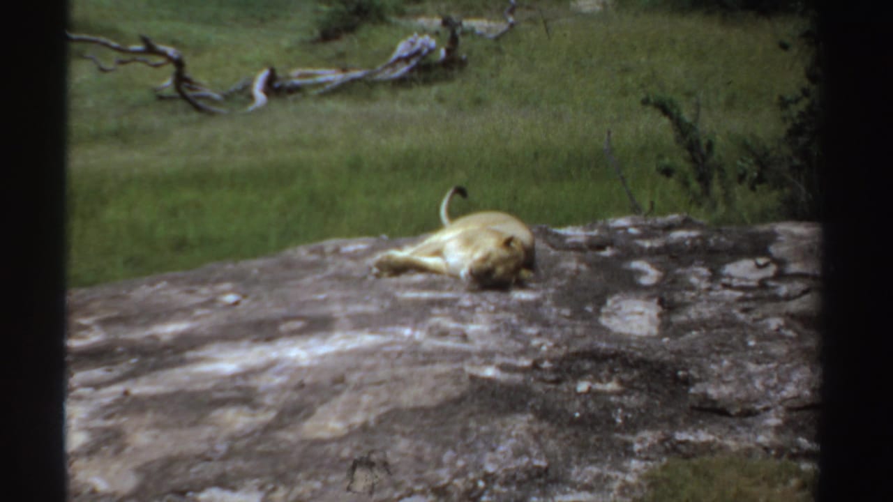 The lioness remains stretched on the rocky surface, with green grassland and branches visible beyond the dark window-like frame.