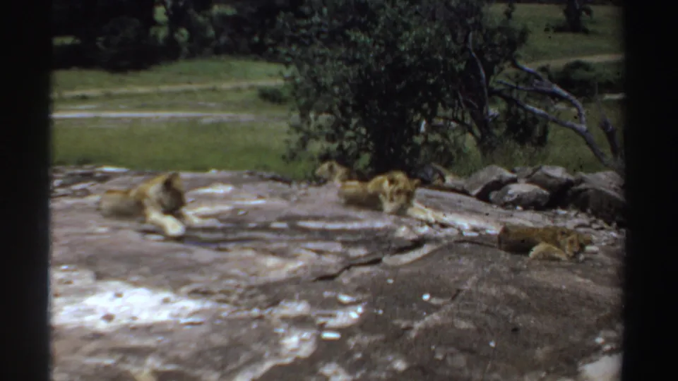 Multiple lions lounge on a rocky outcrop in the Sudan savanna, with trees, grass, and dark foreground framing visible in the 8mm frame.