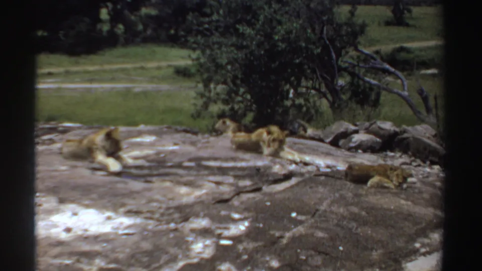A small group of lions rests across the rocky surface, surrounded by trees and grassland in vintage 1969 Sudan home-movie footage.