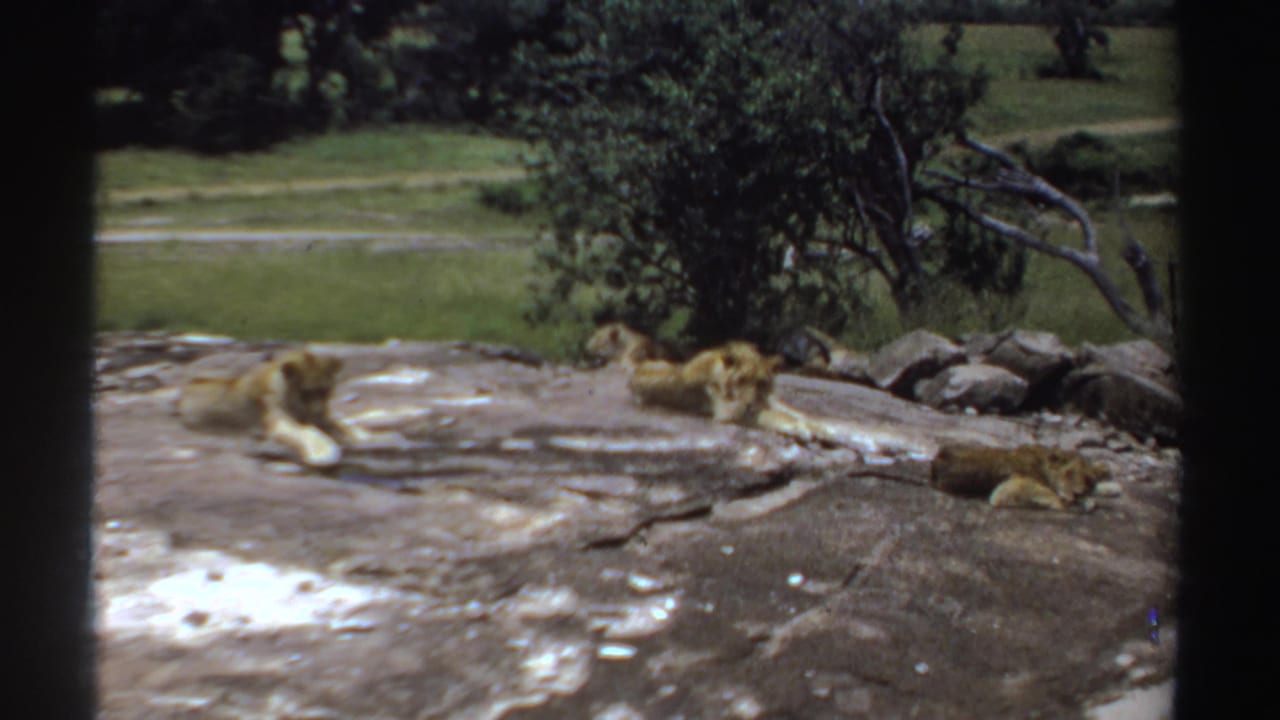 1969 Sudan 8mm frame showing three lions resting on sunlit rock with grass, stones, and a leafy tree behind them.