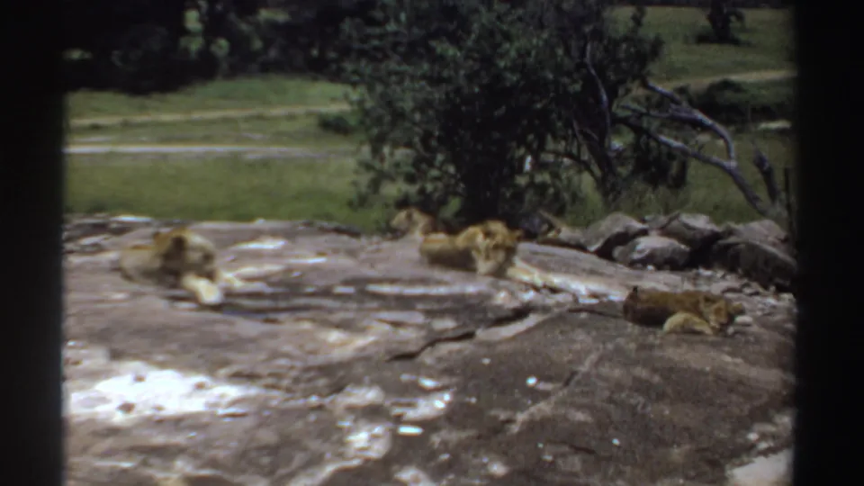 1969 Sudan 8mm frame with three lions lying apart on a rocky surface below a tree and grassy background.