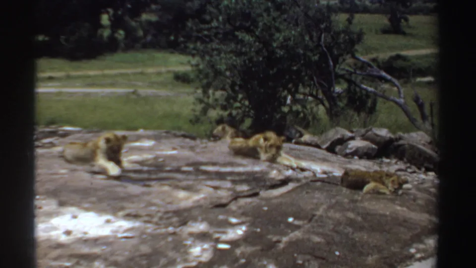 1969 Sudan 8mm frame of three lions lying calmly on rocks near a leafy tree and open grass beyond.