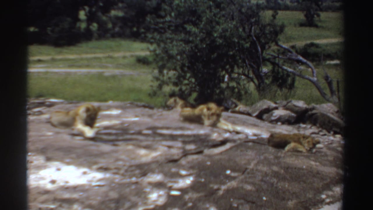 1969 Sudan 8mm frame showing three golden lions lying on pale rock near grass and leafy trees, seen through dark frame borders.