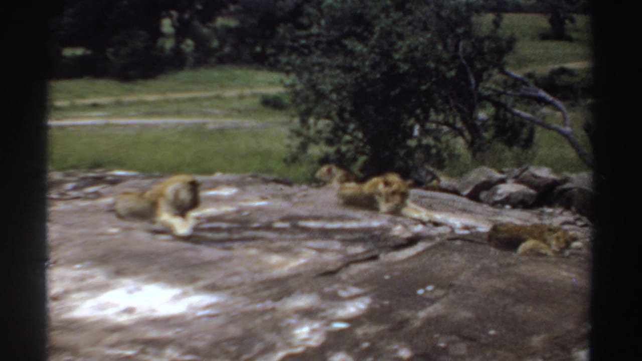 Lions lie on pale rock near trees and a grassy field in the distance.