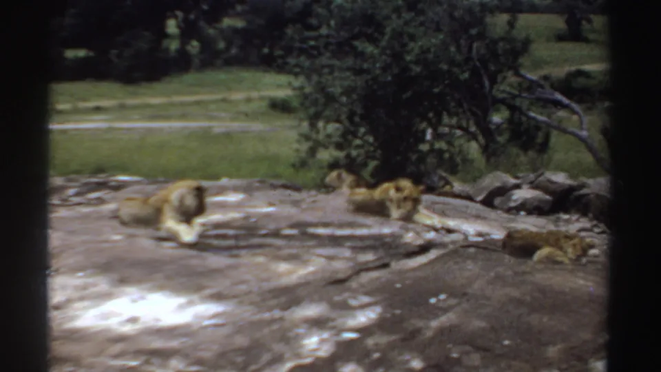 1969 Sudan 8mm frame with three resting lions on weathered rock, backed by grass, trees, and a faint path-like strip.