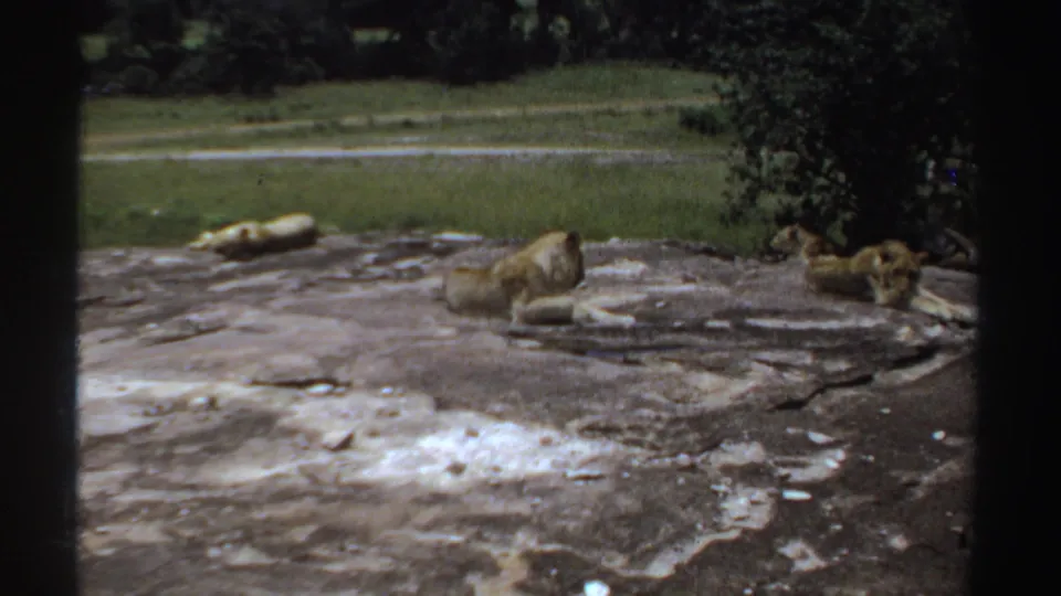 1969 Sudan 8mm frame showing three lions on a broad rock surface, with leafy trees at right and grass beyond.